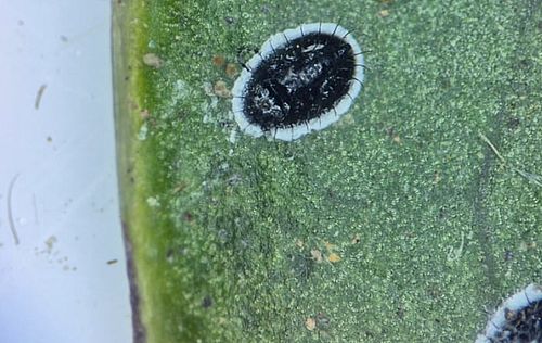 Фото пресс-службы Алтайского филиала ФГБУ «ЦОК АПК»